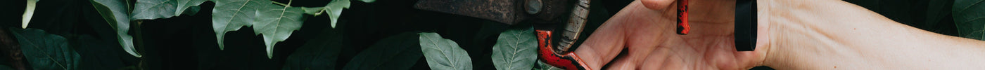 Easy Gardening Tips for a Greener, Happier Space
